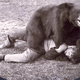 Image for article titled This is history's greatest photo of a bear beating up a man